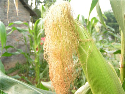 惊！你不知道的玉米须的功效与作用