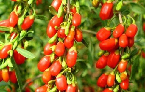 枸杞泡酒的功效有着意想不到的作用