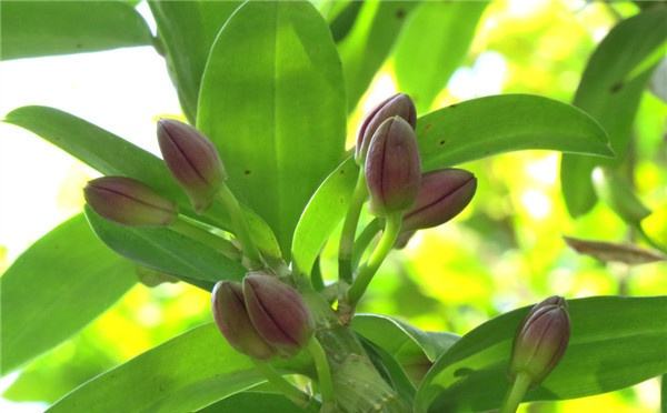 千古仙草石斛的功效与作用