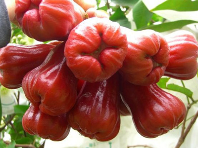 莲雾怎么吃，莲雾的吃法有哪些