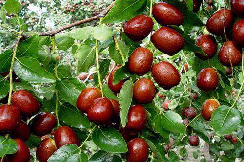 补血大王 红枣的功效