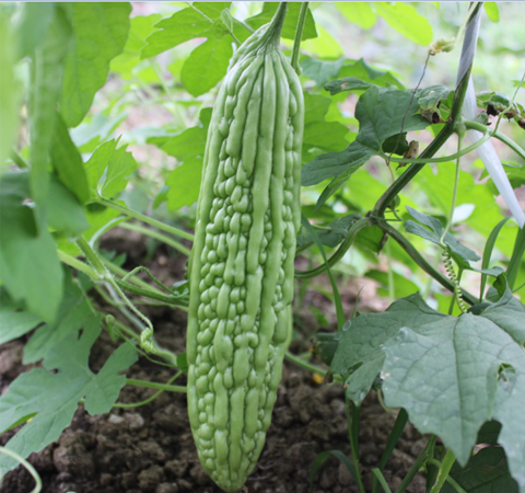 清热益气 苦瓜的功效与作用及吃法介绍