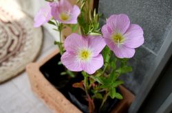 月见草油的功效 月见草泡水喝有什么禁忌