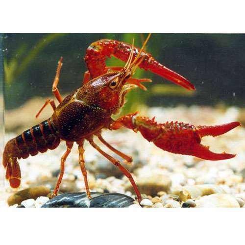 小龙虾能吃吗 人们对小龙虾的误解