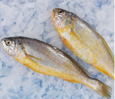 小黄鱼的营养价值   你都记下来了吗