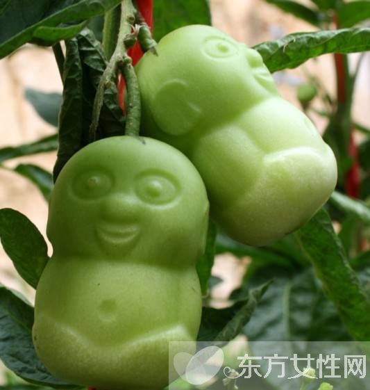 人参果的功效与作用 人参果怎么吃效果最好