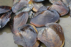 富含蛋白质 河蚌的营养价值和功效介绍