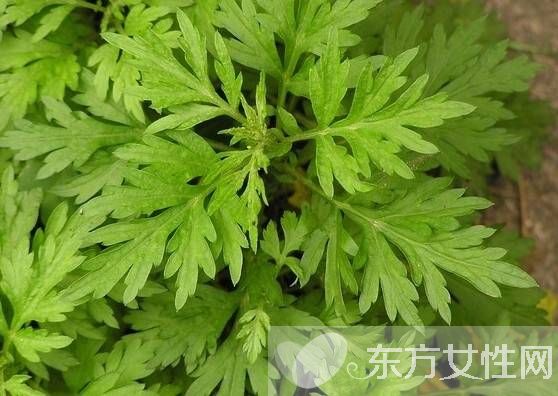 艾叶如何治疗湿疹 孕妇湿疹可以用艾叶吗