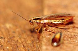 如何灭蟑螂最有效 蟑螂的危害有哪些