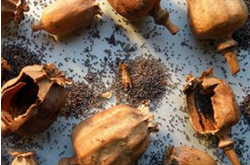 罂粟壳的作用 药用价值也比较的高