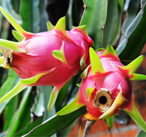 降低胆固醇 火龙果的功效与作用介绍