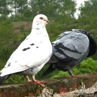 鸽子肉的营养价值 高级滋补佳品