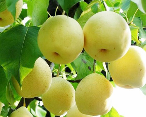 吃什么水果能长高？不妨试一试这三种水果