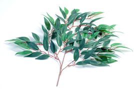 大叶桉叶  功能主治作用