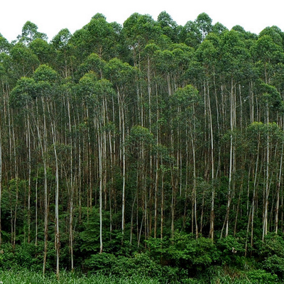 大叶桉叶  功能主治作用