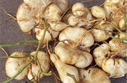 止咳祛痰 山葛薯的功效与作用介绍