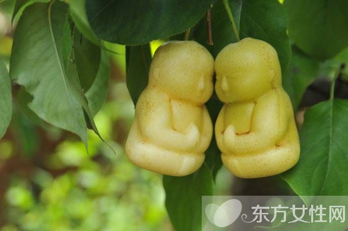 人参果的功效与作用 人参果怎么吃效果最好