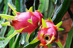 降低胆固醇 火龙果的功效与作用介绍