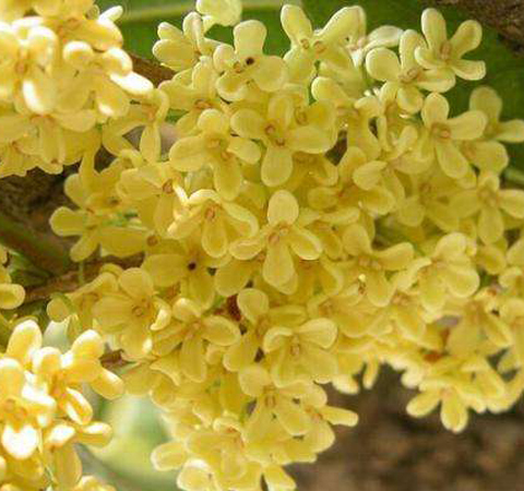 健脾补虚 桂花的功效与作用及食用方法介绍