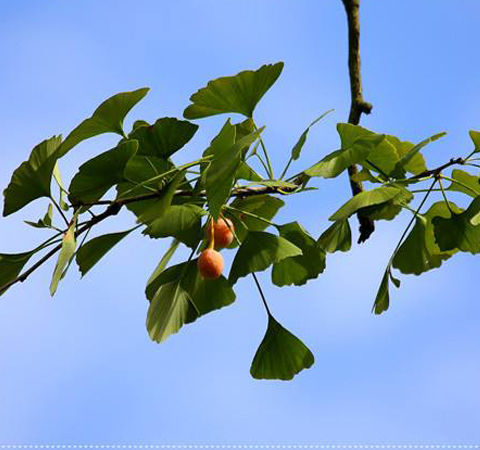 活血散瘀 杏枝的功效作用和选方介绍