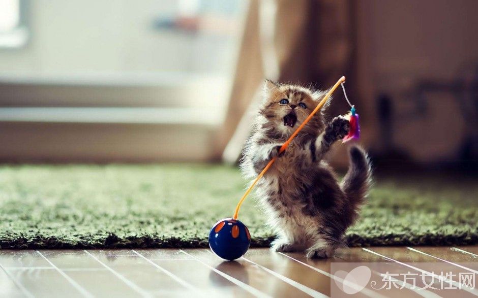 跳蚤怕什么味道 如何预防家里生跳蚤