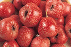 山楂的功效与作用  可治疗痛经