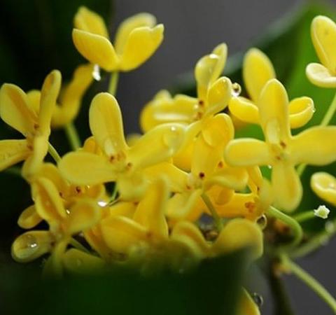 健脾补虚 桂花的功效与作用及食用方法介绍