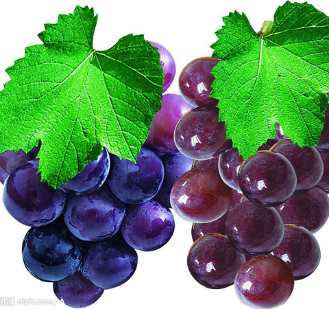 保护血管 葡萄籽的功效与作用和食用方法介绍