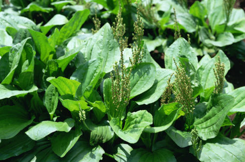 车前草的功效与作用分别有什么