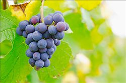 缺铁性贫血吃什么水果  四种水果