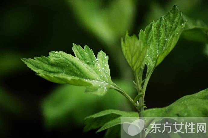 艾叶如何治疗湿疹 孕妇湿疹可以用艾叶吗
