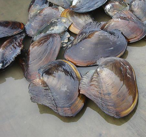 富含蛋白质 河蚌的营养价值和功效介绍