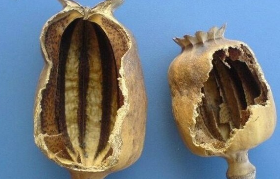 罂粟壳的作用 药用价值也比较的高