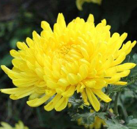 清肝明目 菊花的功效与作用及食用方法介绍