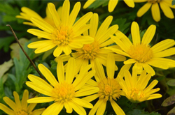 清肝明目 菊花的功效与作用及食用方法介绍