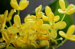 健脾补虚 桂花的功效与作用及食用方法介绍