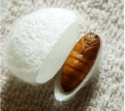  蚕蛹是绝佳的美食 蚕蛹洗脸