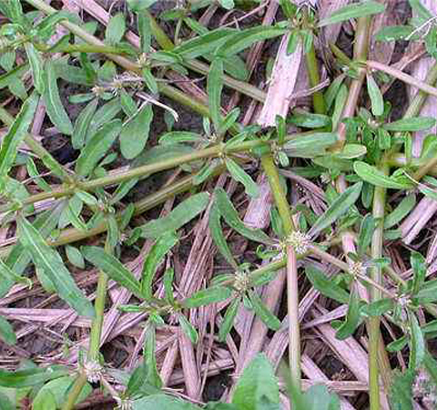 祛风除湿 牙疳药的功效作用和选方介绍