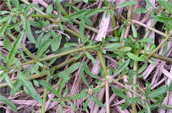 祛风除湿 牙疳药的功效作用和选方介绍