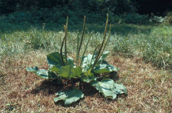 车前草的功效与作用分别有什么