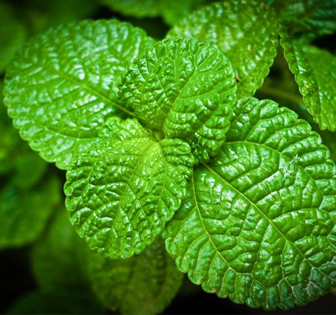 消炎抗菌 薄荷的功效与作用和食用方法介绍