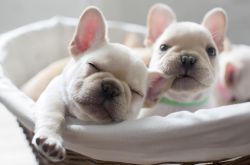 跳蚤怕什么味道 如何预防家里生跳蚤