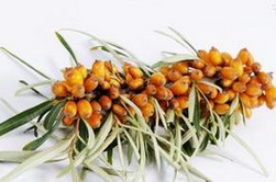沙棘的功效与作用  六大功效作用