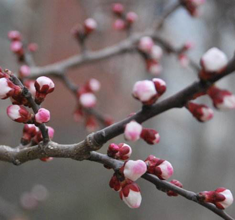 活血散瘀 杏枝的功效作用和选方介绍