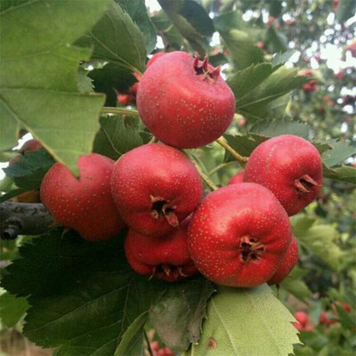 山楂的功效与作用  可治疗痛经