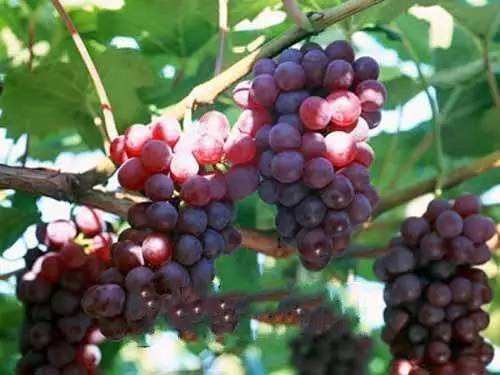 男人肾虚吃什么好 这些蔬菜和水果帮助你