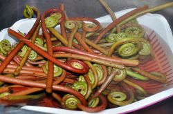 蕨菜的做法大全家常 吃蕨菜有什么好处