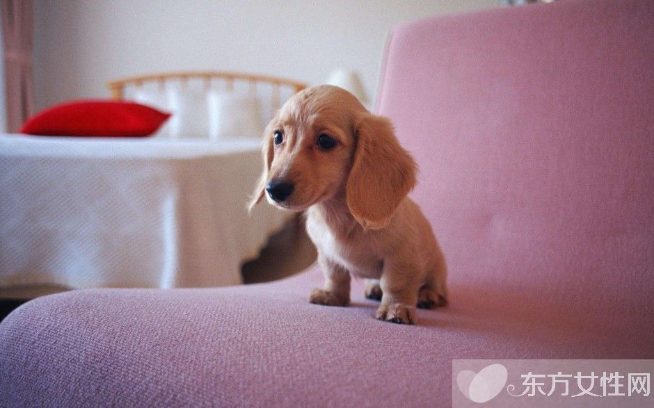 跳蚤怕什么味道 如何预防家里生跳蚤