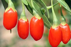 养肝明目 宁夏枸杞的作用和副作用介绍