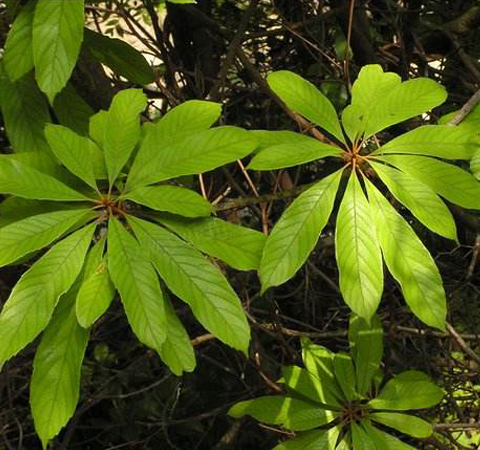 解表止咳 笔罗子的功效与作用介绍